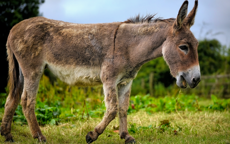 Donkey.to: The Cyberlocker’s History, Takedowns, and Ongoing Piracy Role