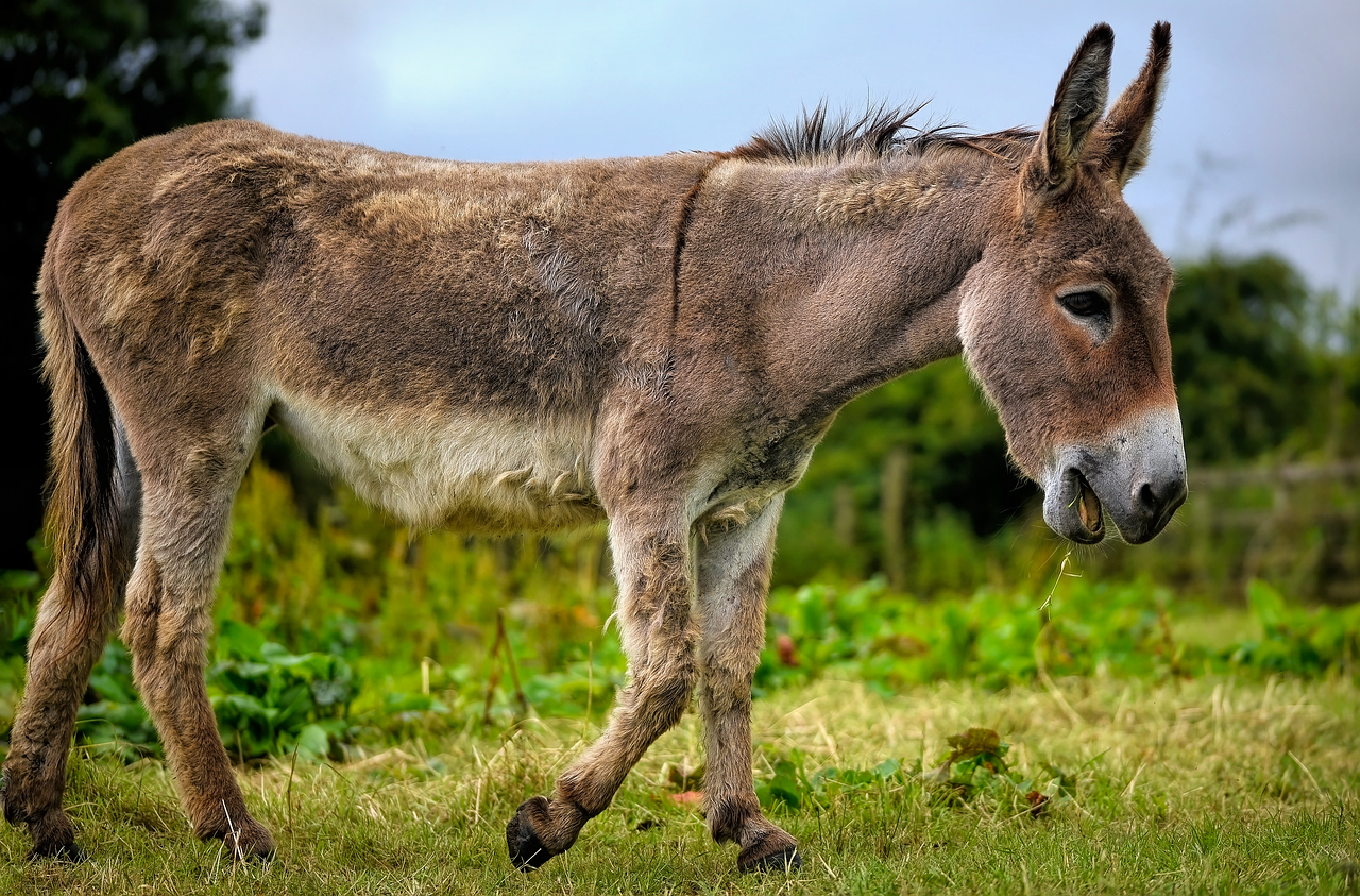 Donkey.to: The Cyberlocker’s History, Takedowns, and Ongoing Piracy Role